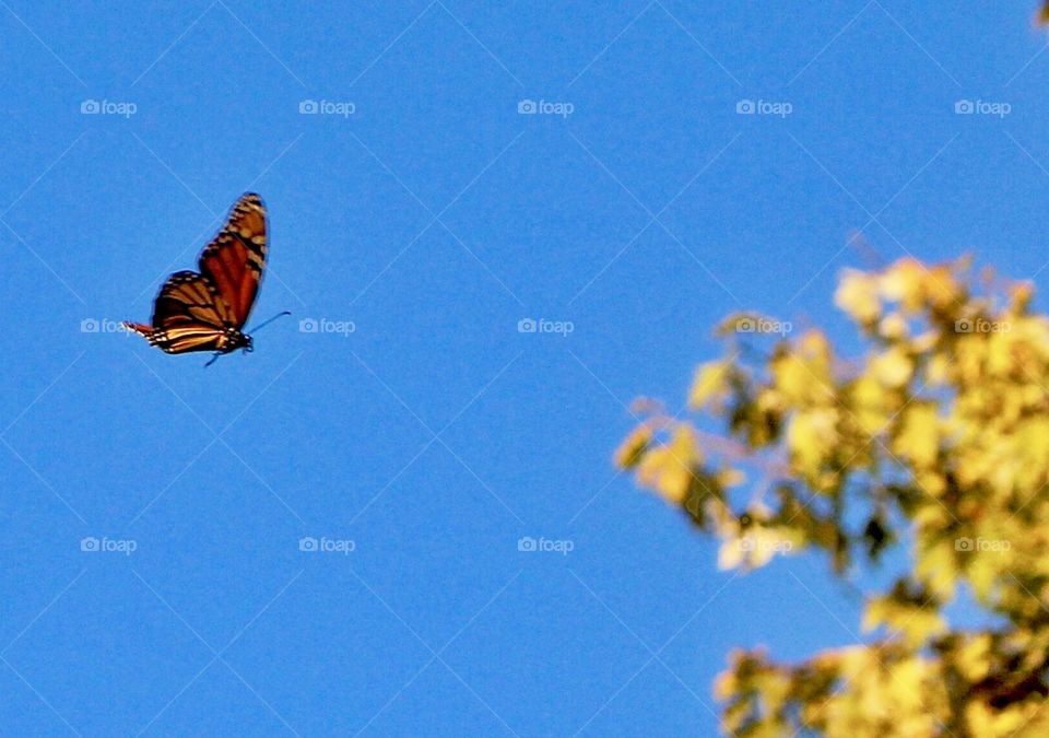 Butterfly flying in to feed on a cluster of yellow flowers 💐