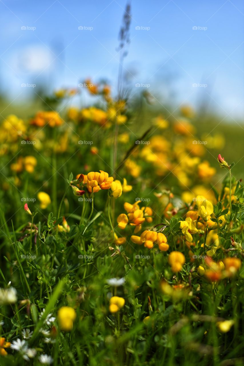wild yellow flowers