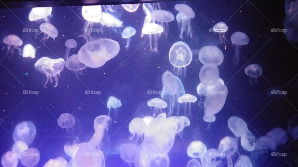 just keep swimmi'n. why are jellyfish so awesome????
