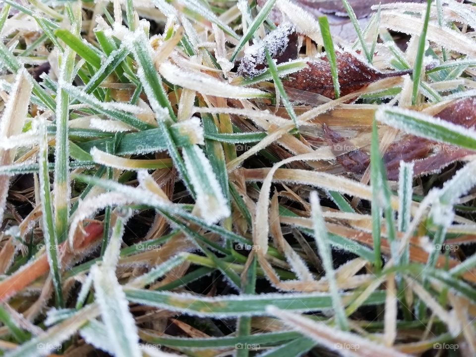 close-up of frozen grass.