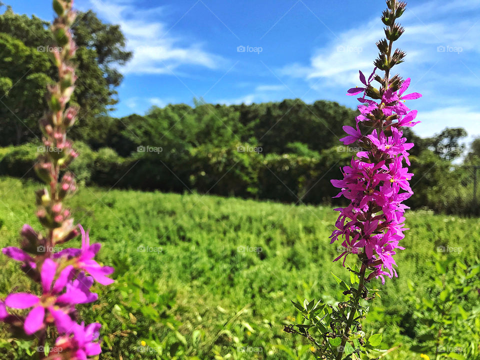 Wildflowers 