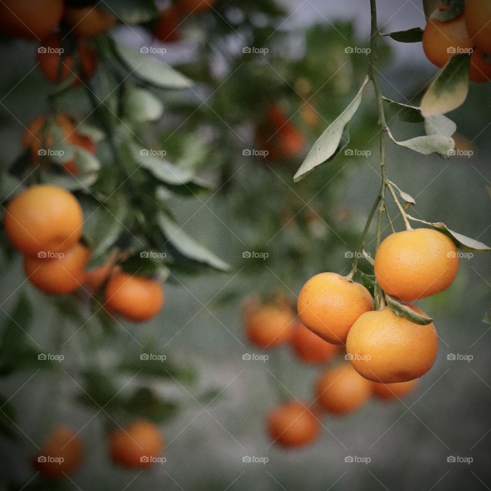 Ripe and juicy oranges wait to be picked in an orchard on a soft hued spring day