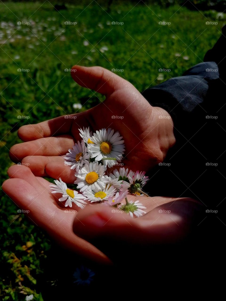 Daisies