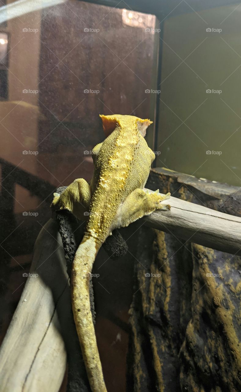 Crested Gecko Looking Out