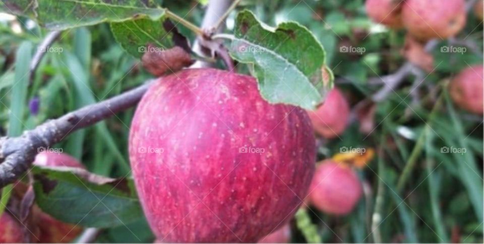 An apple a day will keep anyone away, if thrown hard enough :)