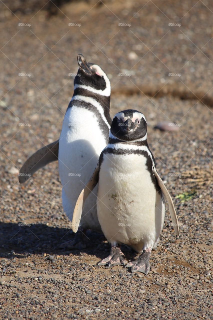 Penguin couple