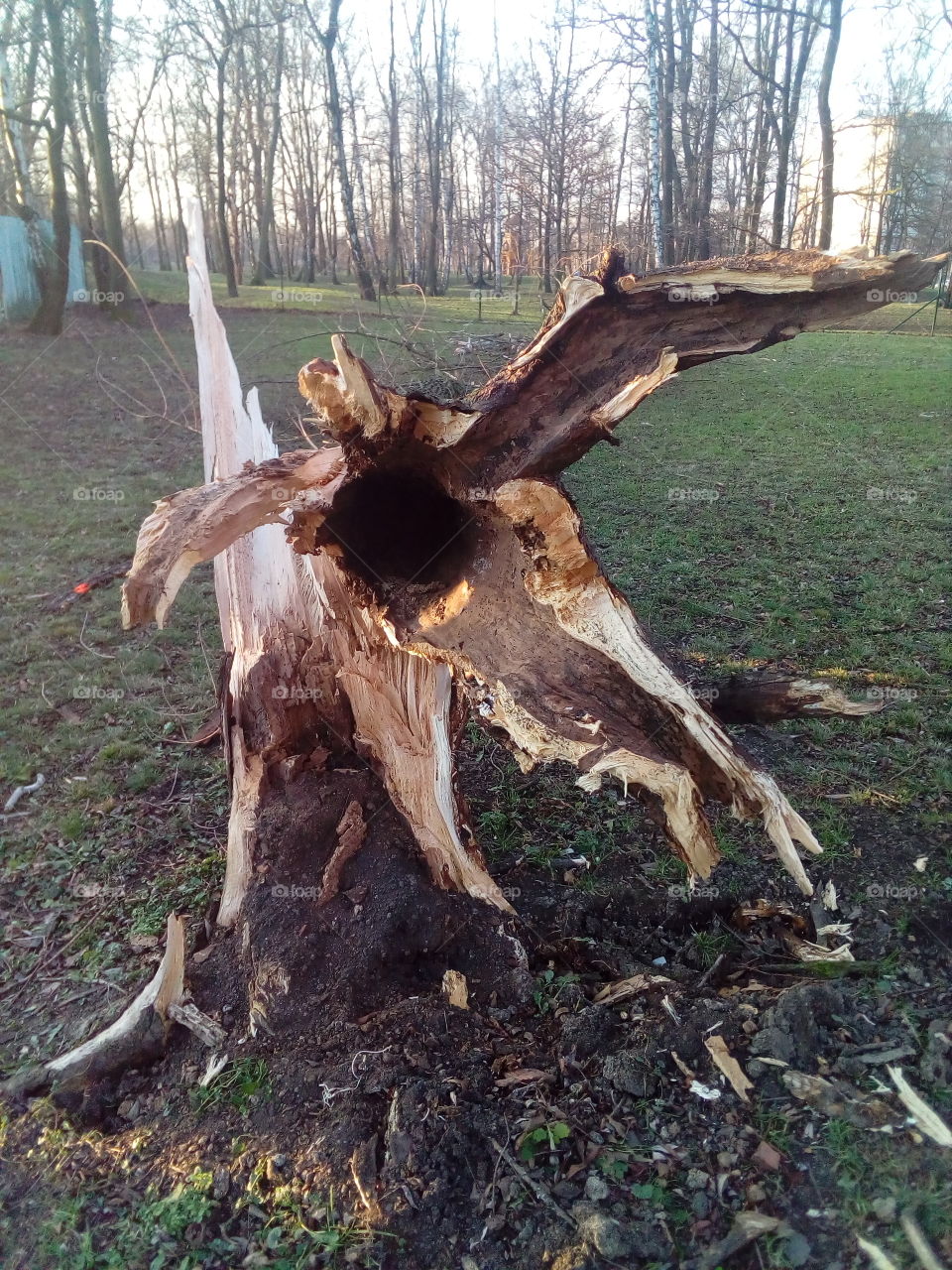 Tree hole, hollow tree, tree after lightning strike