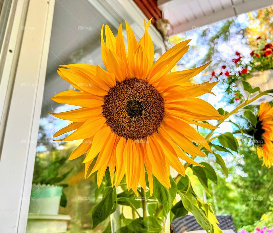 Close up view of big bright yellow blooming sunflower head with defocused background 