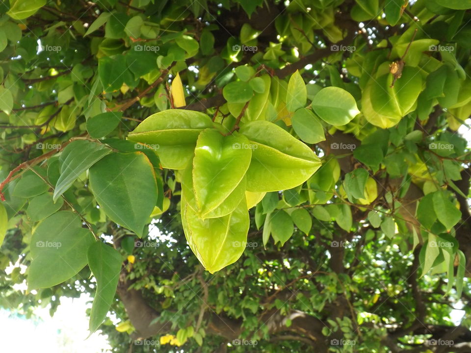 Star fruit