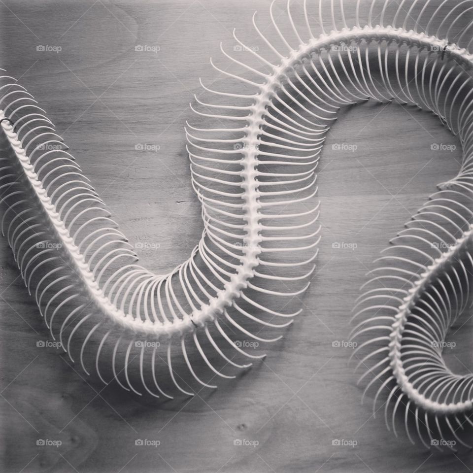 Snake skeleton