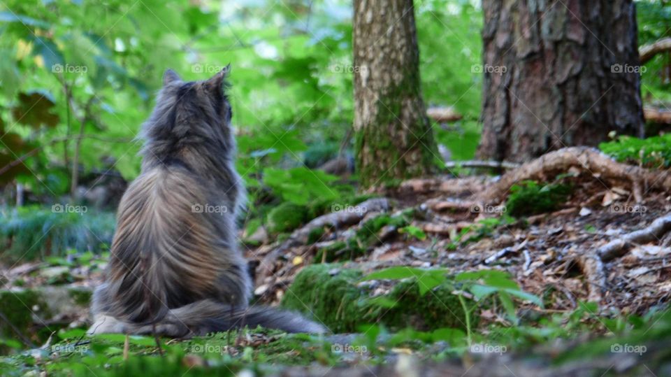 Cat in the forest