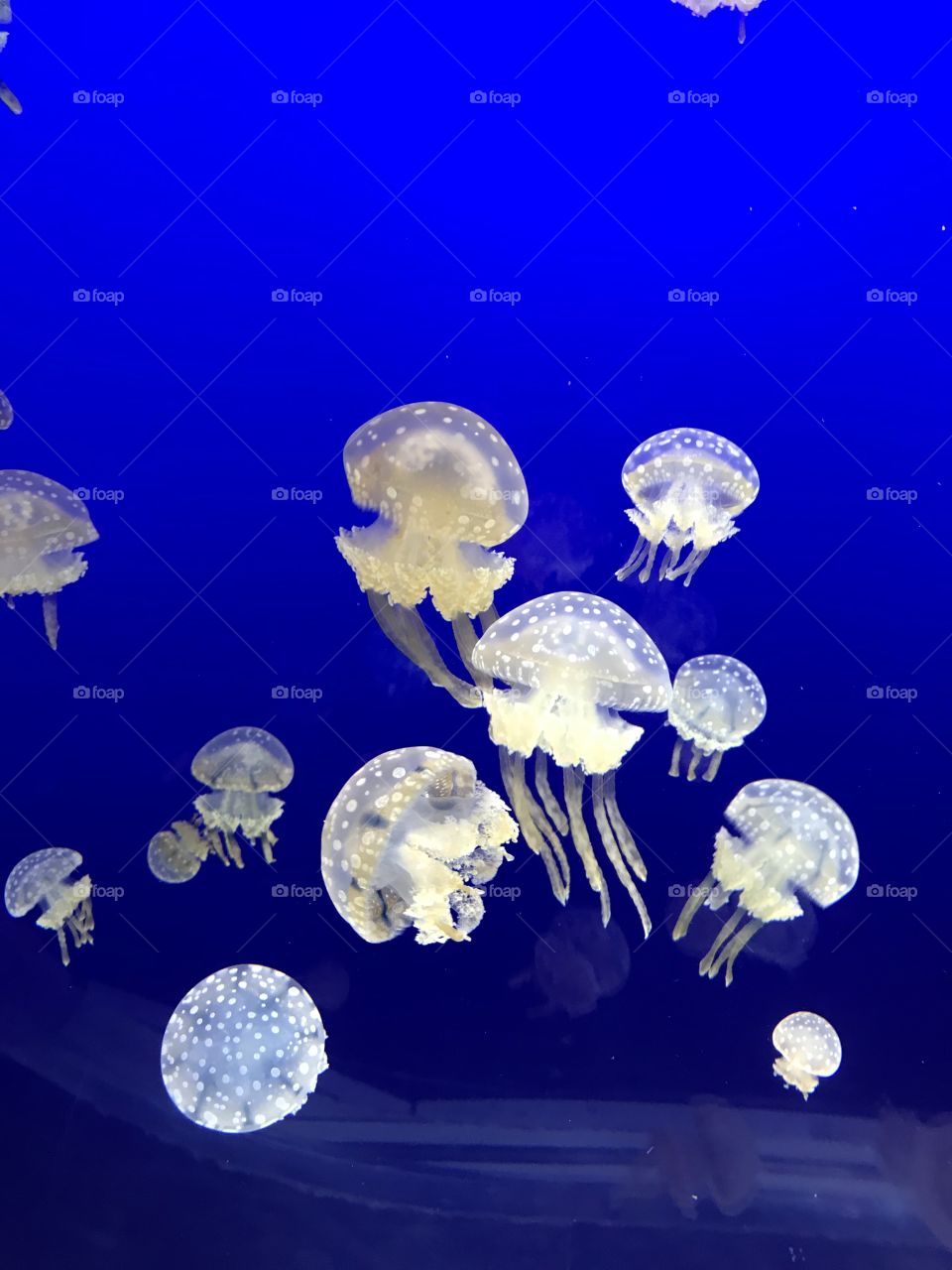 Lovely jellyfish
