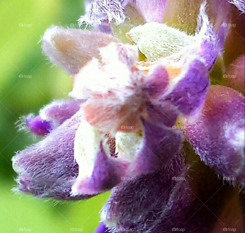 closeup of wisteria