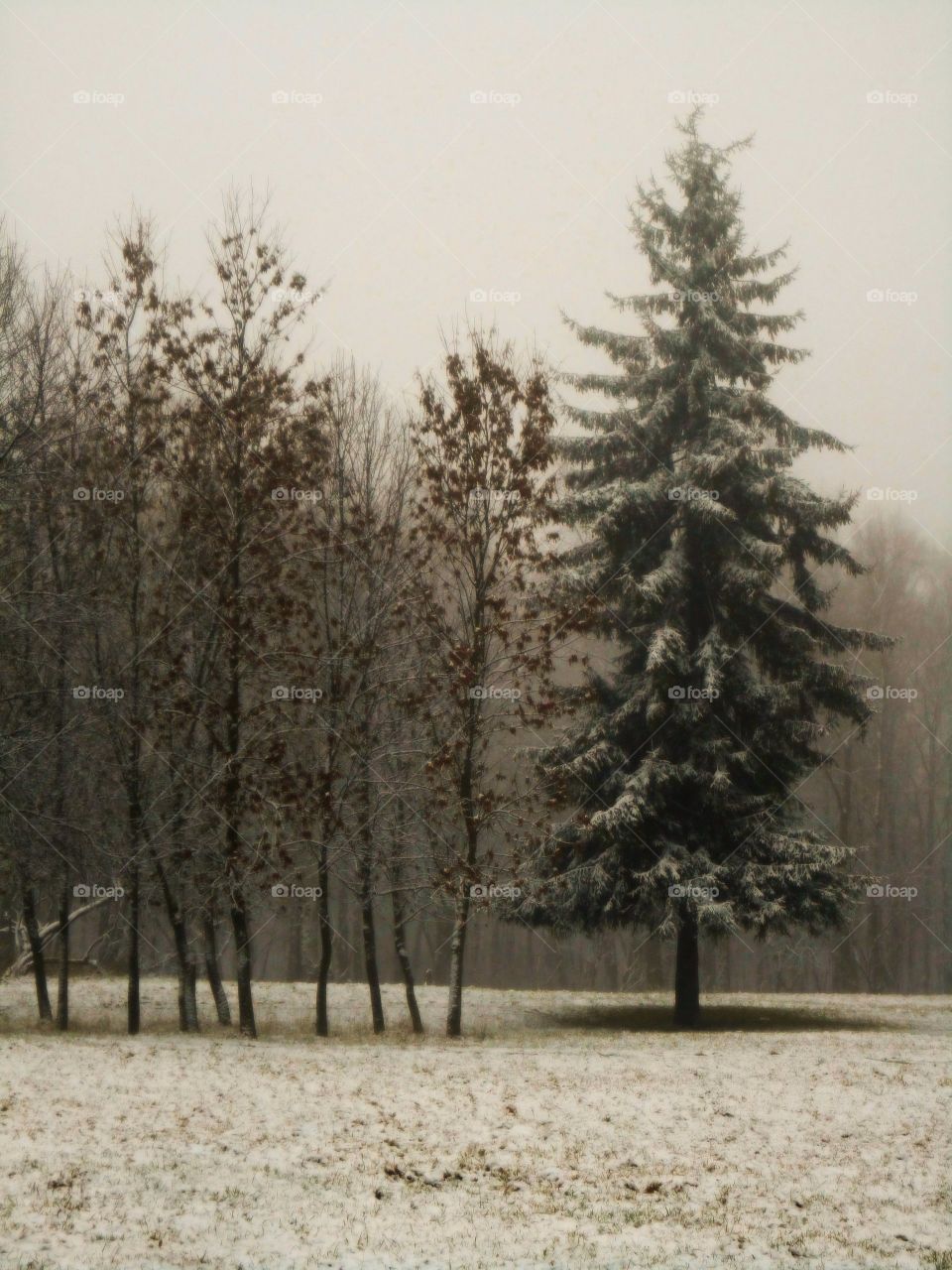 Tree, Winter, No Person, Wood, Snow