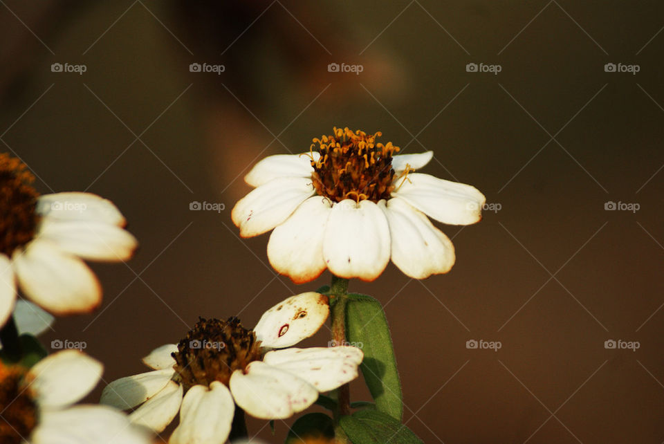 Cream Flower