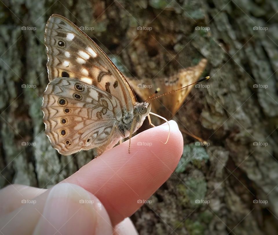 Butterfly on Tip of a Finger