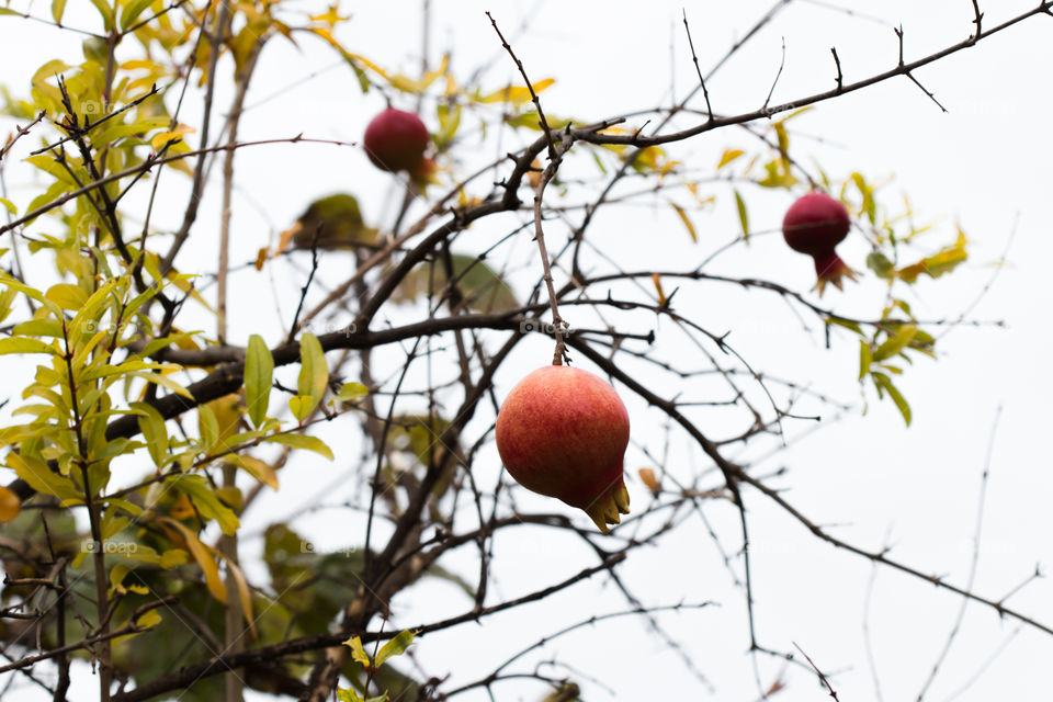 biological pomegranate hanging on tree