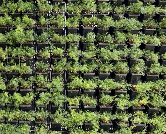 Potted plant wall