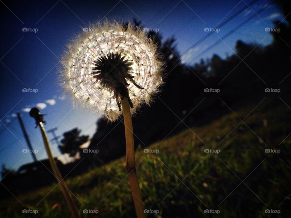 Dandelion 