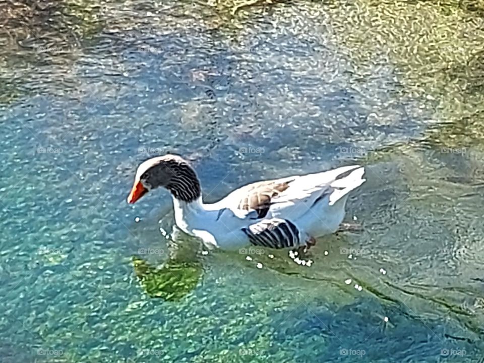 duck crete