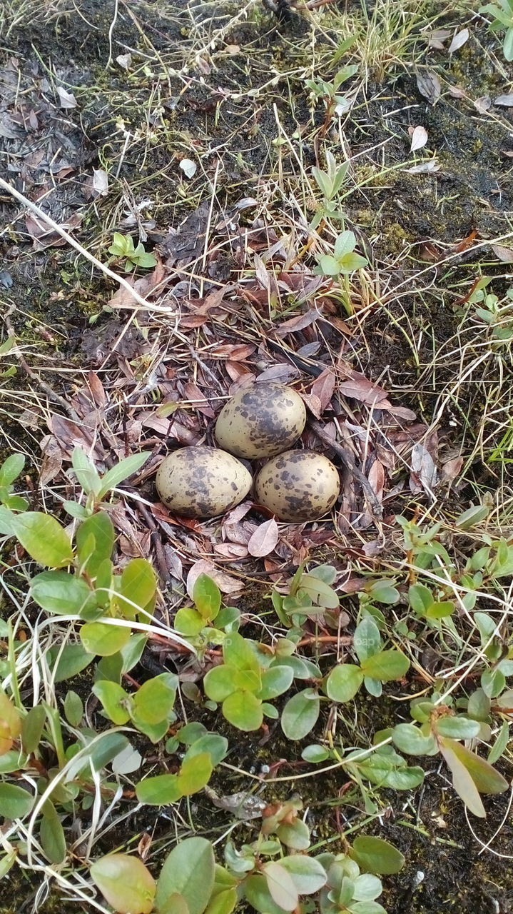 The nest with eggs of Northern birds Hrustan