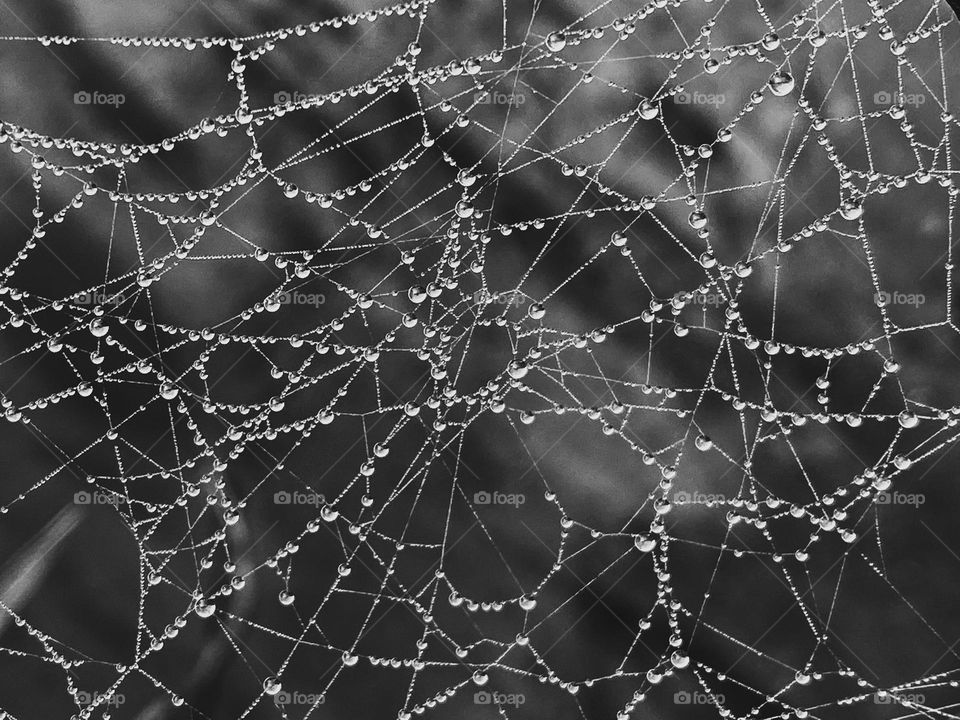 Water droplets on spider web