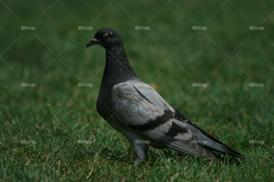 pigeons