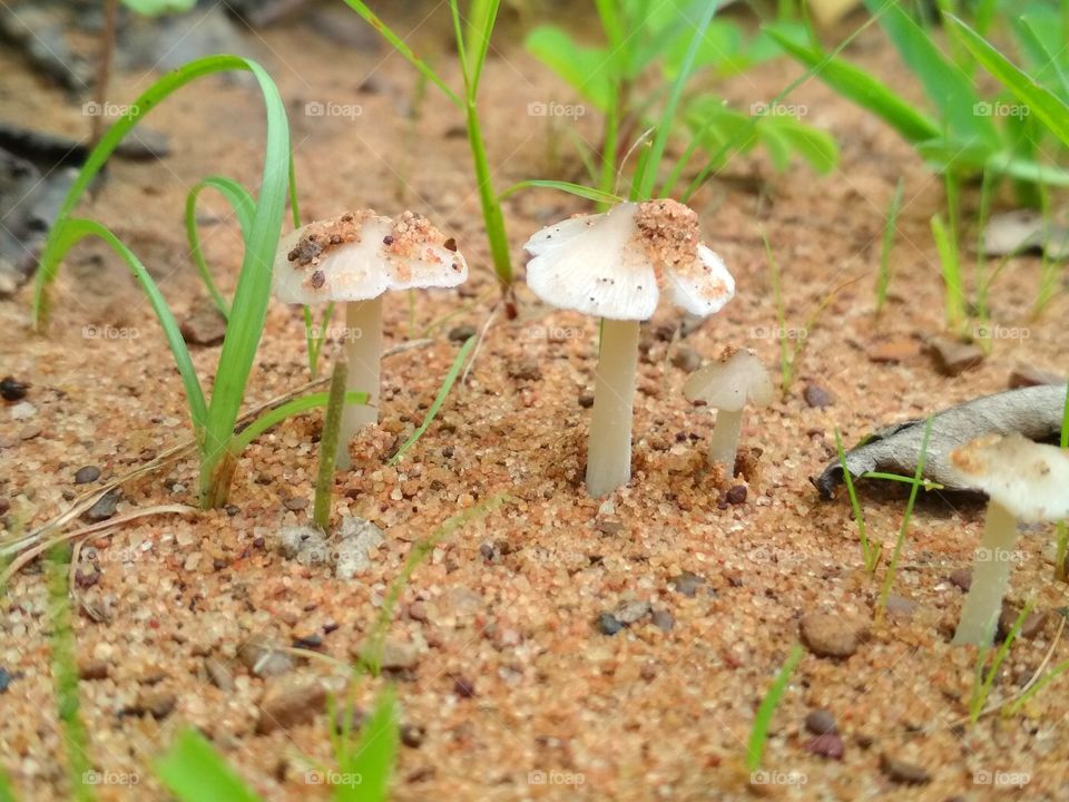 beautiful mushroom photo