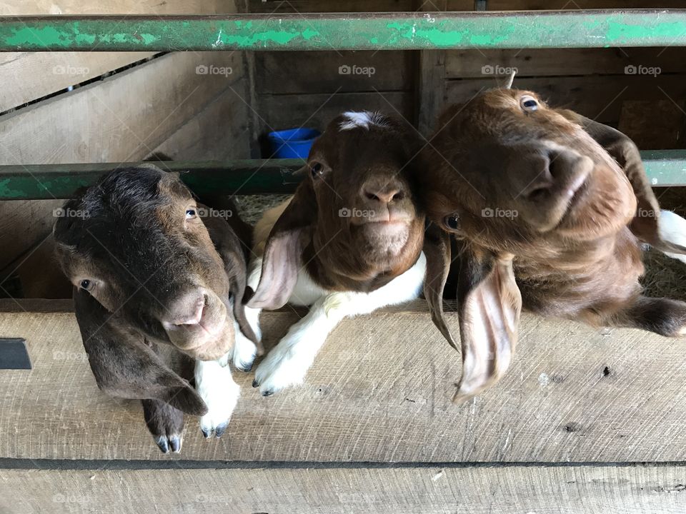 Hungry goats 