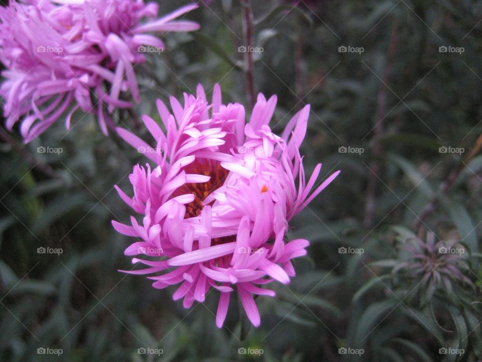 garden nature pink flower by matildavirefjall