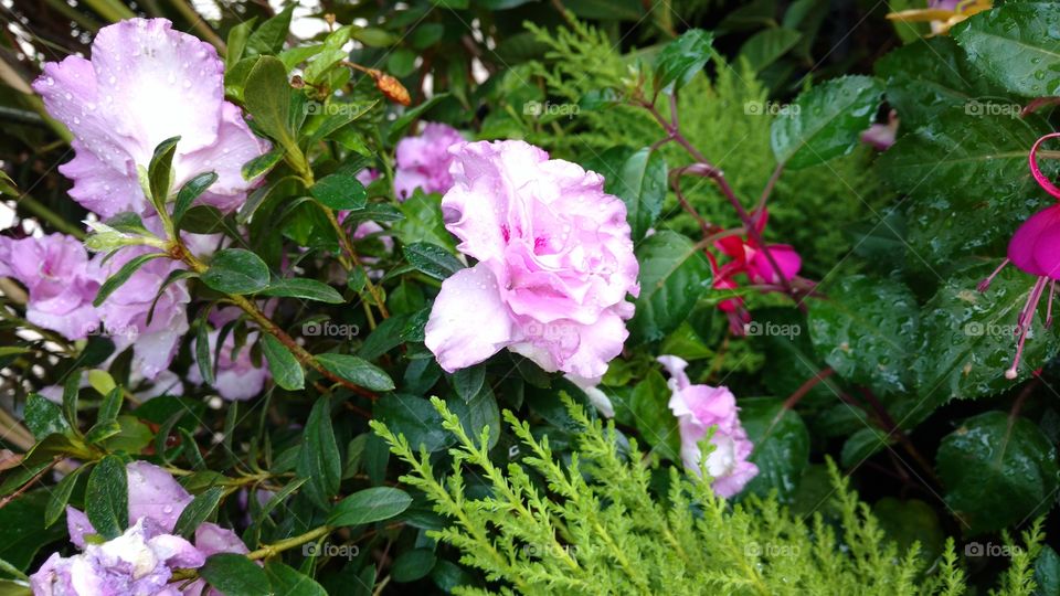 Flores rosadas, púrpuras.