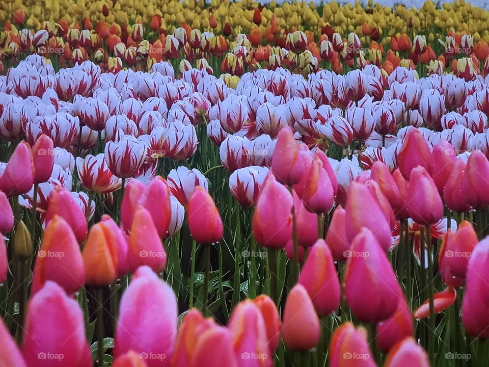 Tulip Dutch Gardens