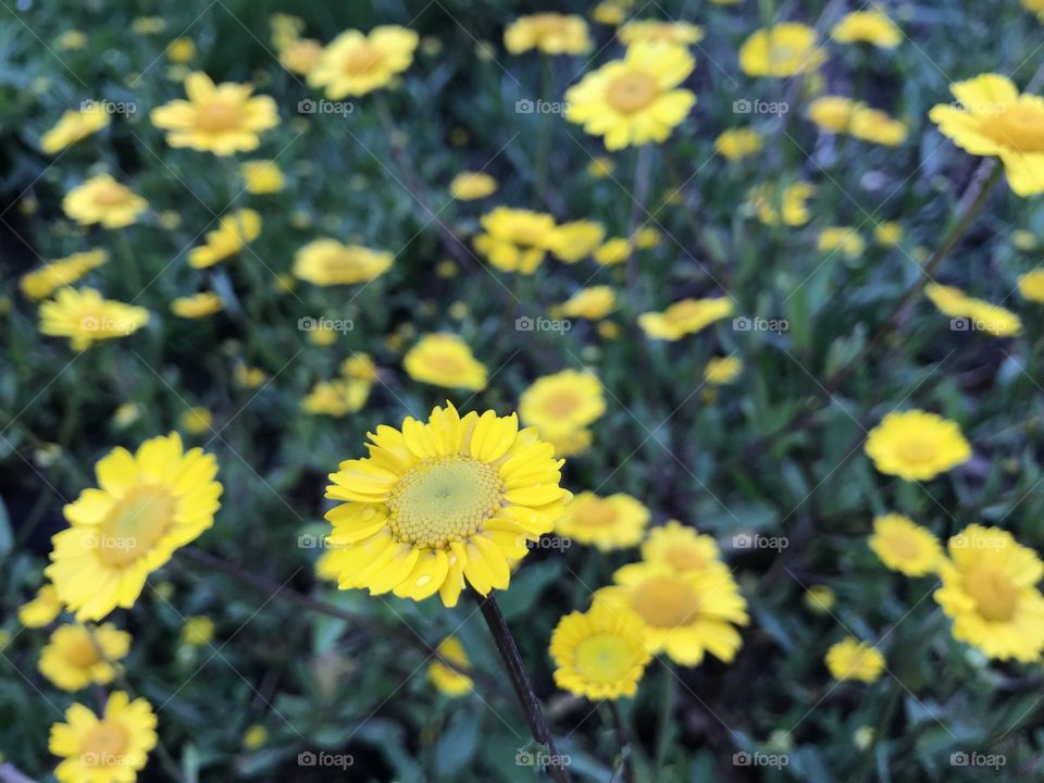 In the garden after the rain 