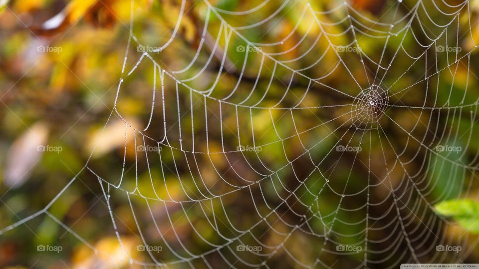 spider web🐾🕷️