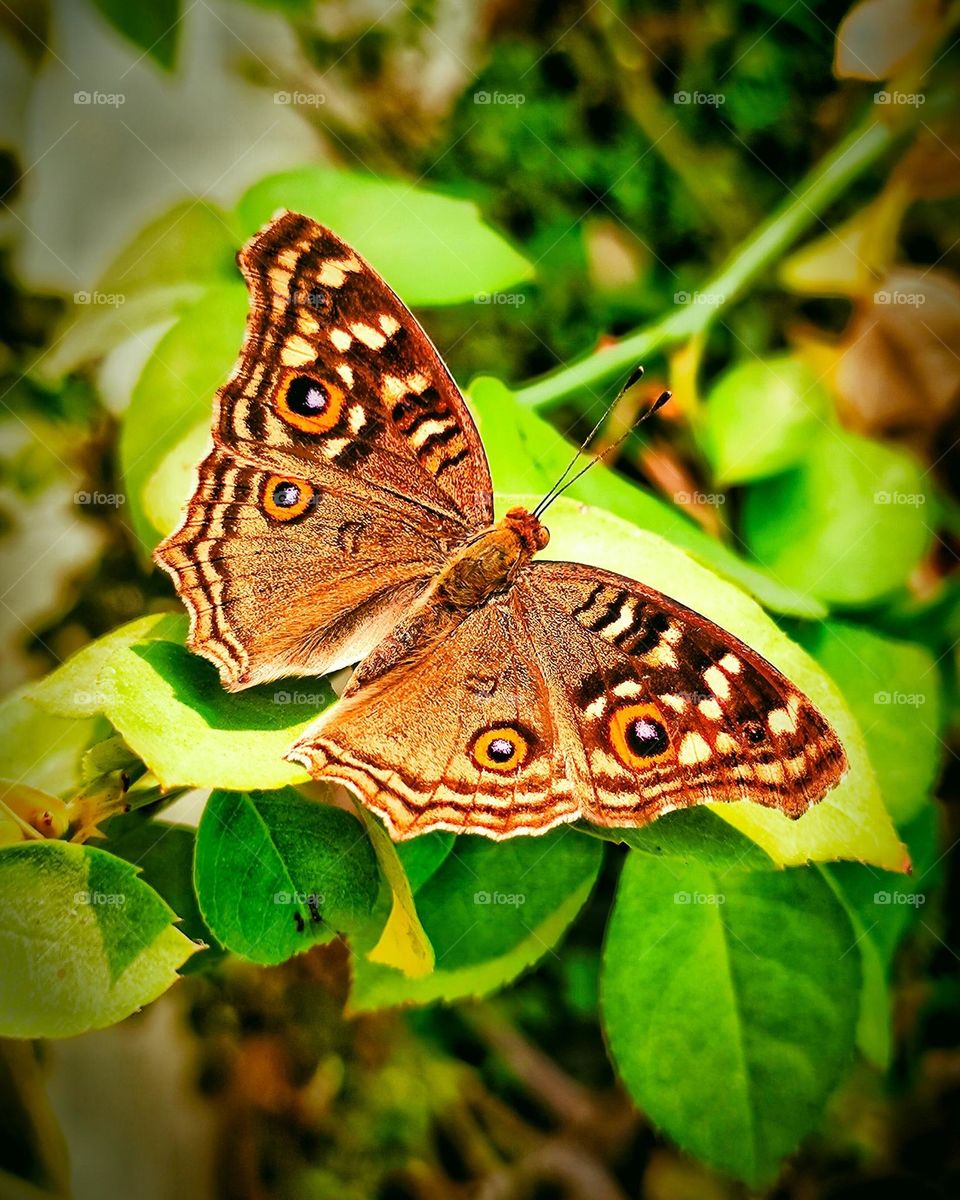 mobile photography butterfly