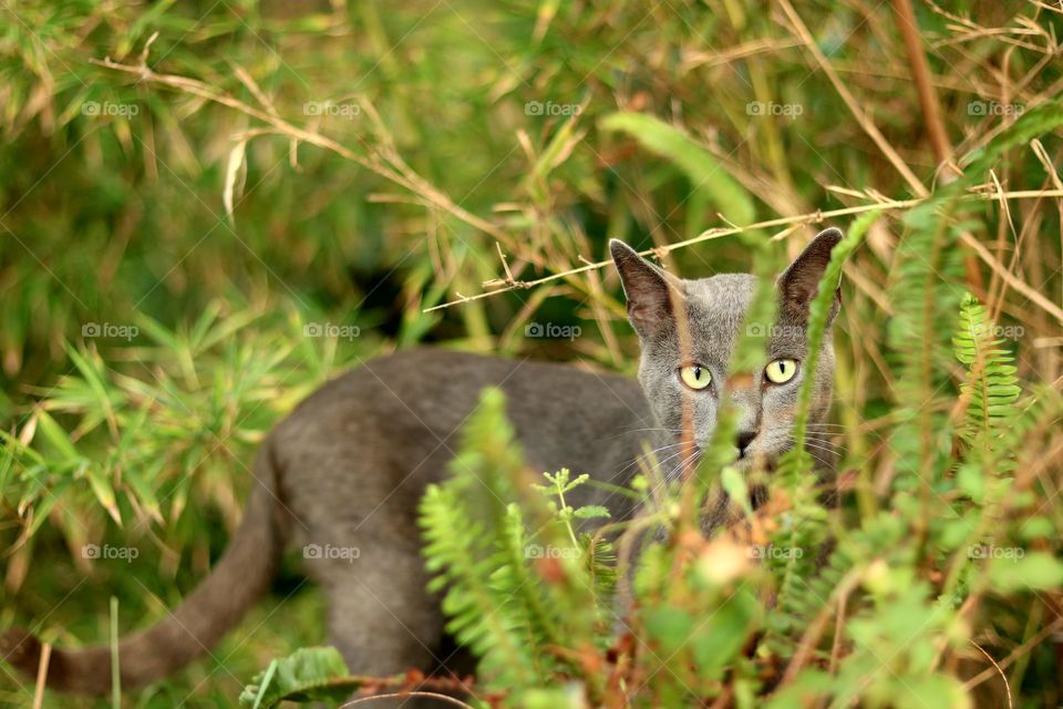 Gato cazador