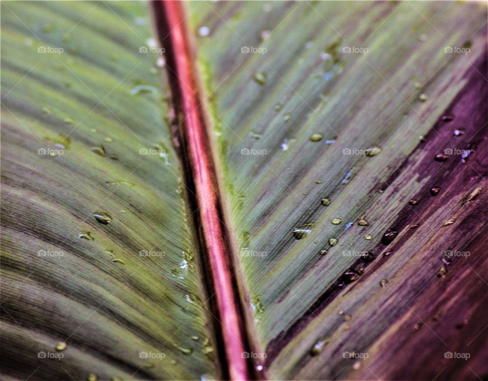 Canna Leaf