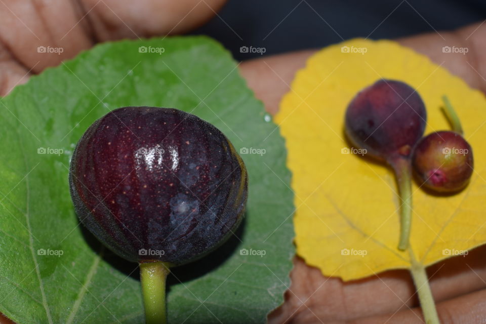 Fig