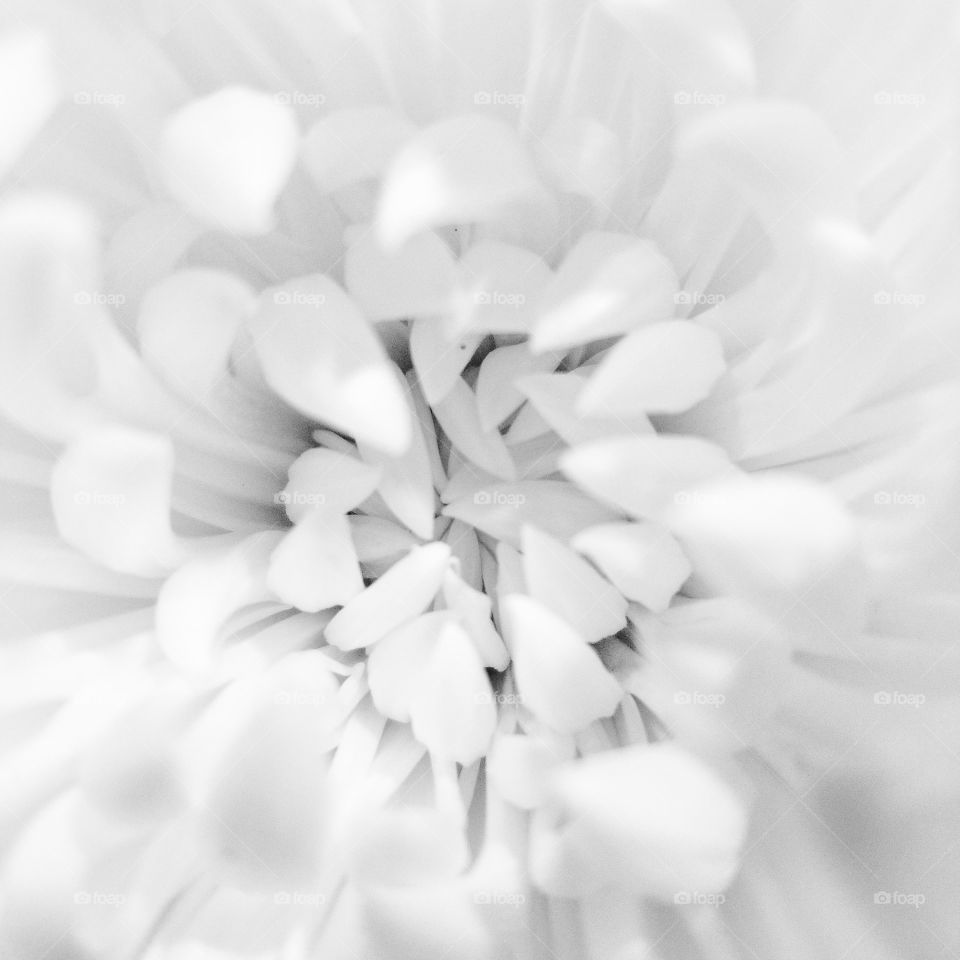 white flower close up