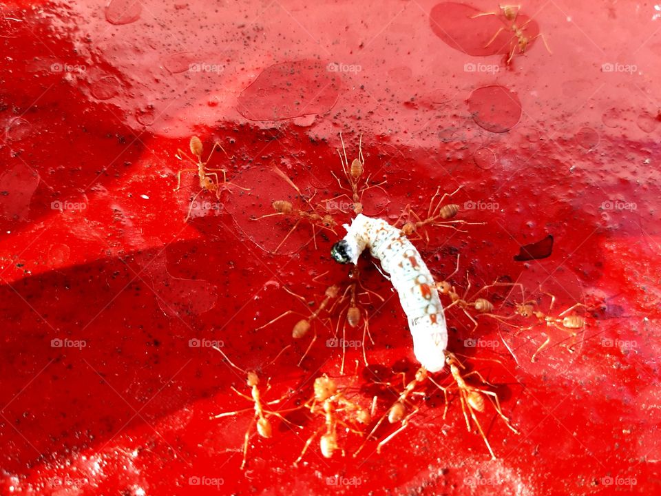 attack  ant in catterpiller
