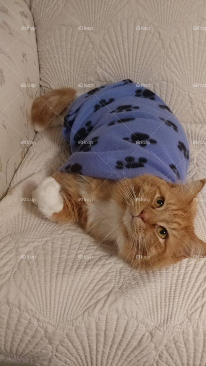 all wrapped up kitty