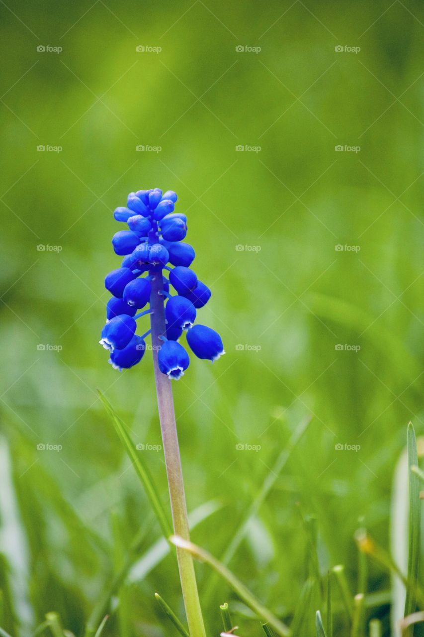 Lone flower among the green 