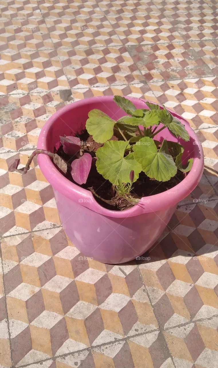 pail