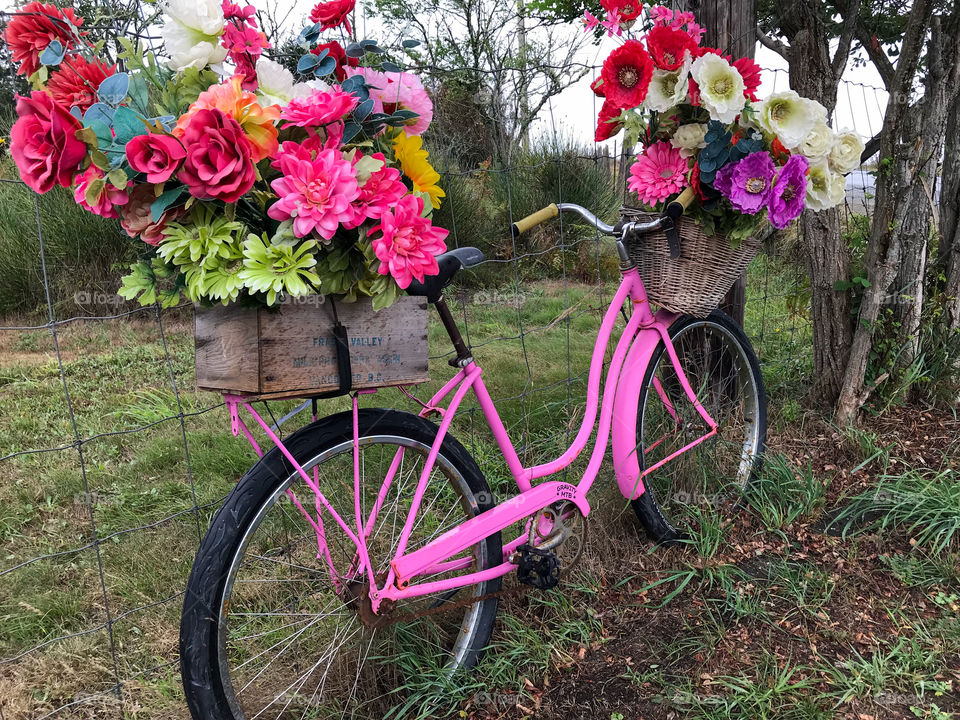 This bicycle has seen many years of travel from Point A to B but now has been prettily recycled in pink paint and bunches of fake colourful flowers. It now serves as a decorative marker to the lane entrance of a rural property. 🚲