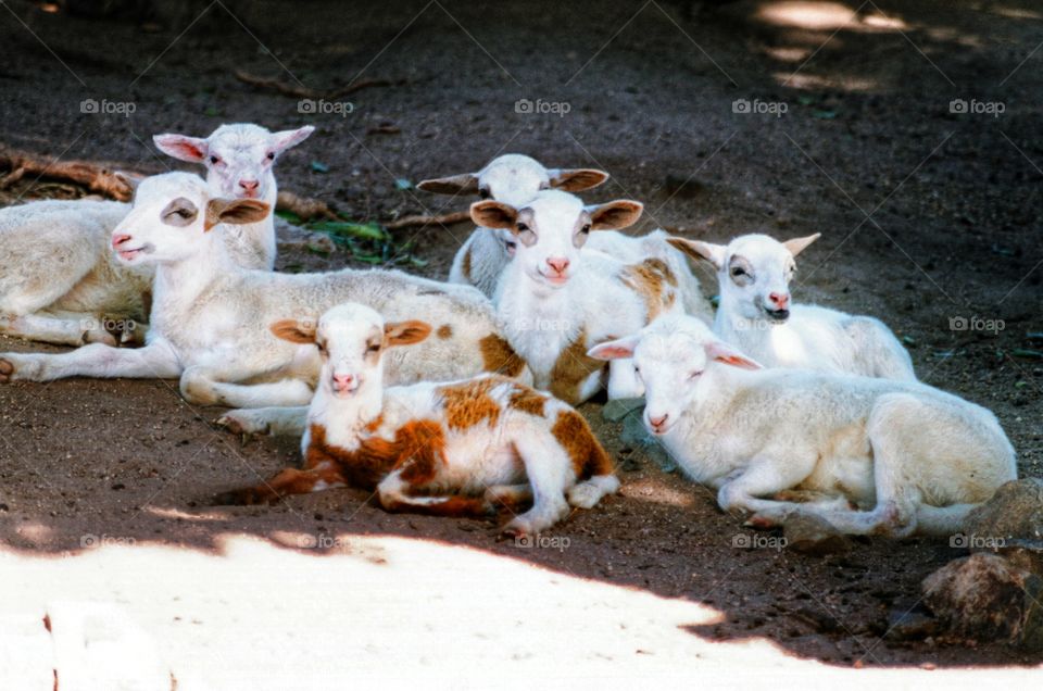 gang of goats