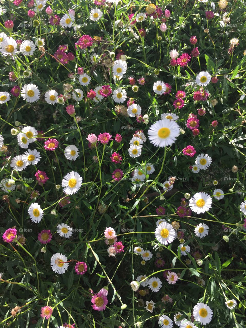 Pink and white daisy-like flowers