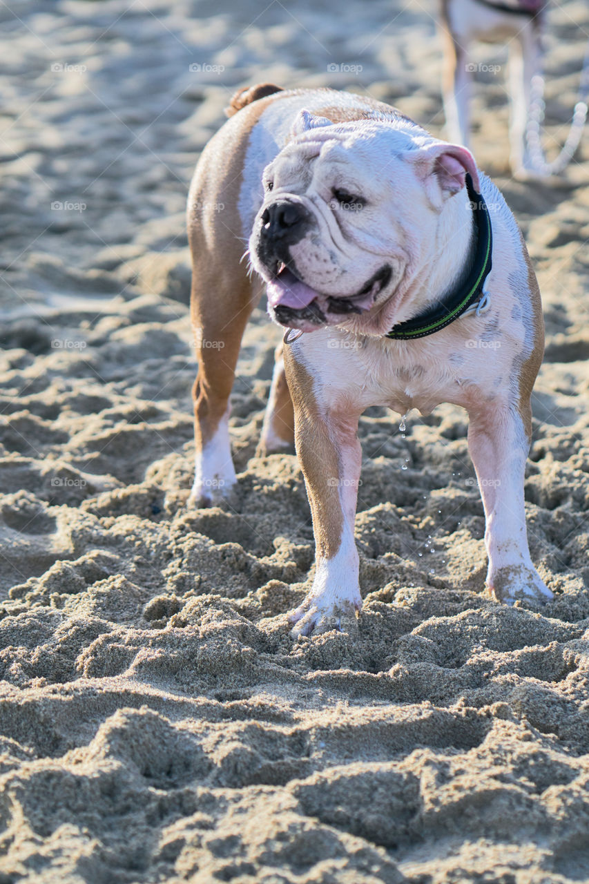 Bulldog bañandose en el mar