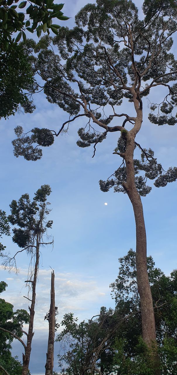 trees
