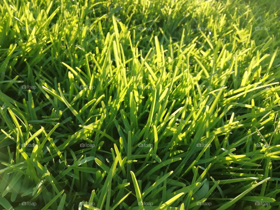 Grass lit up background