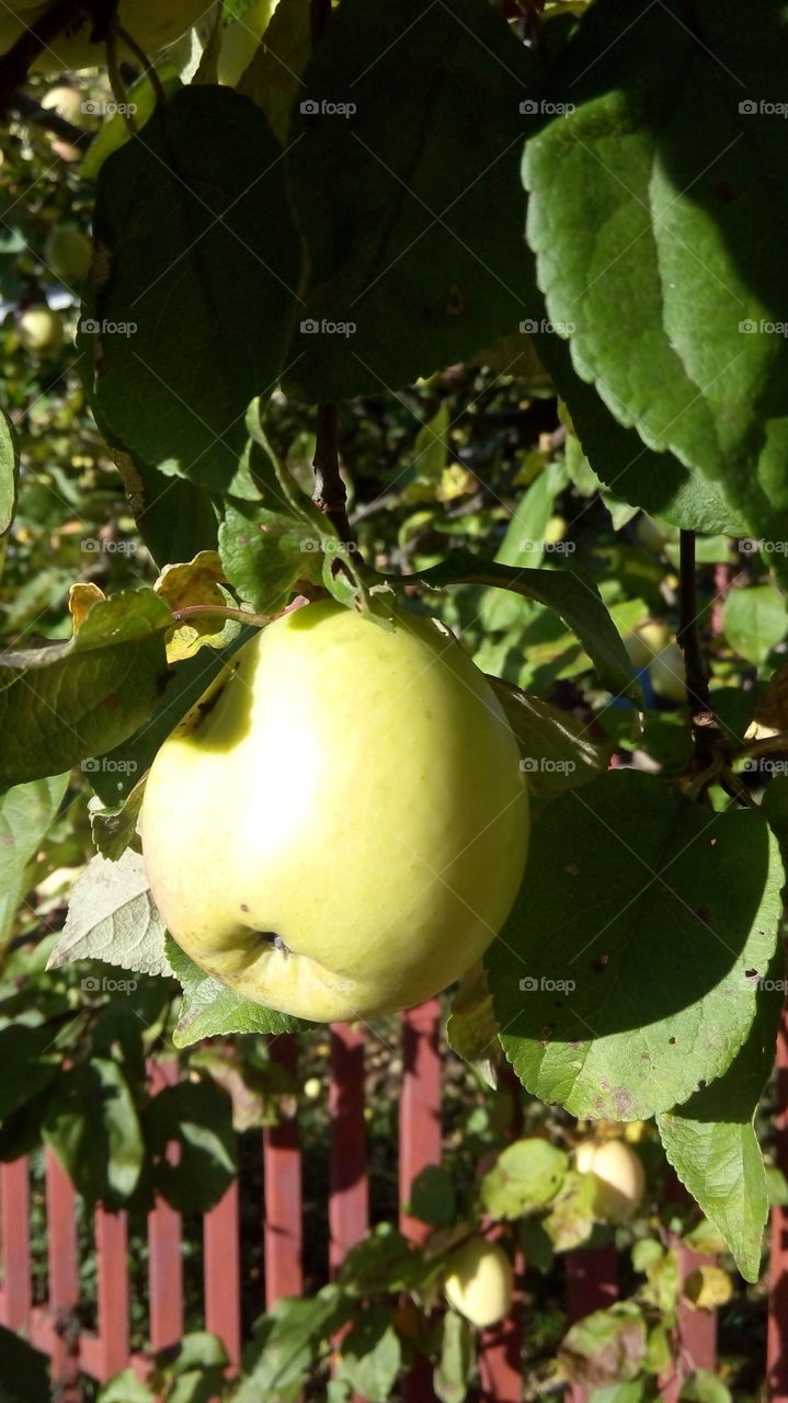 Close-up of green apple growing on tree